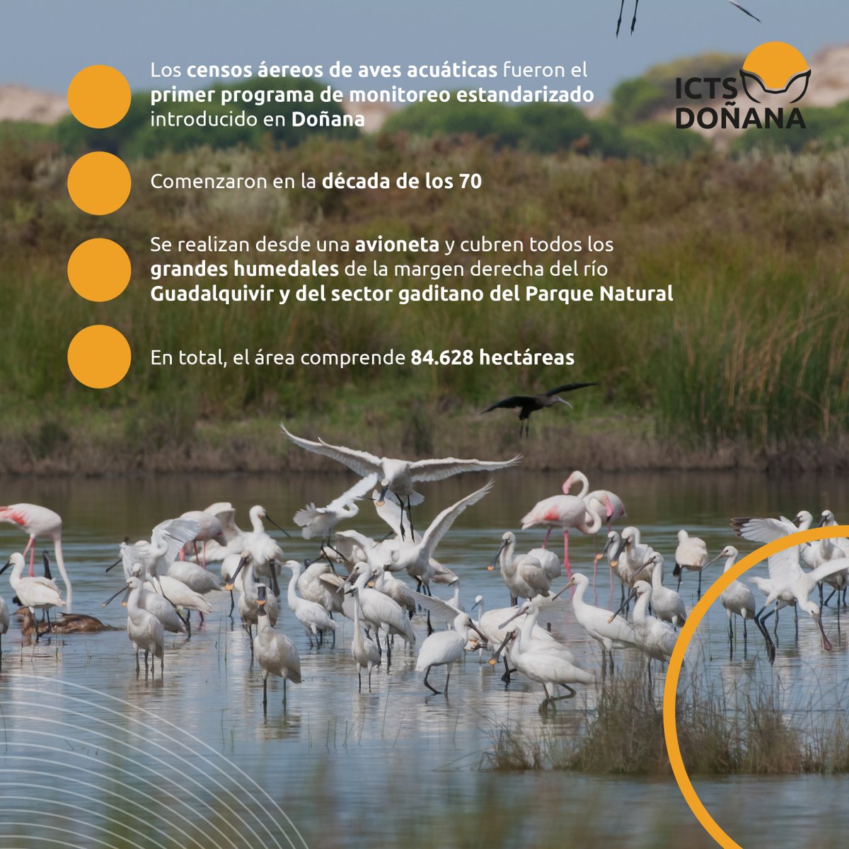 🦩 Nos sumamos al #DíadelasAvesMigratorias2024 porque #Doñana es un enclave crucial para estas especies. 🐦 Recordamos la importancia de mantener este mosaico de ecosistemas imprescindibles como zonas de invernada para las aves. #ICTSNews 📷 @olivaresrr