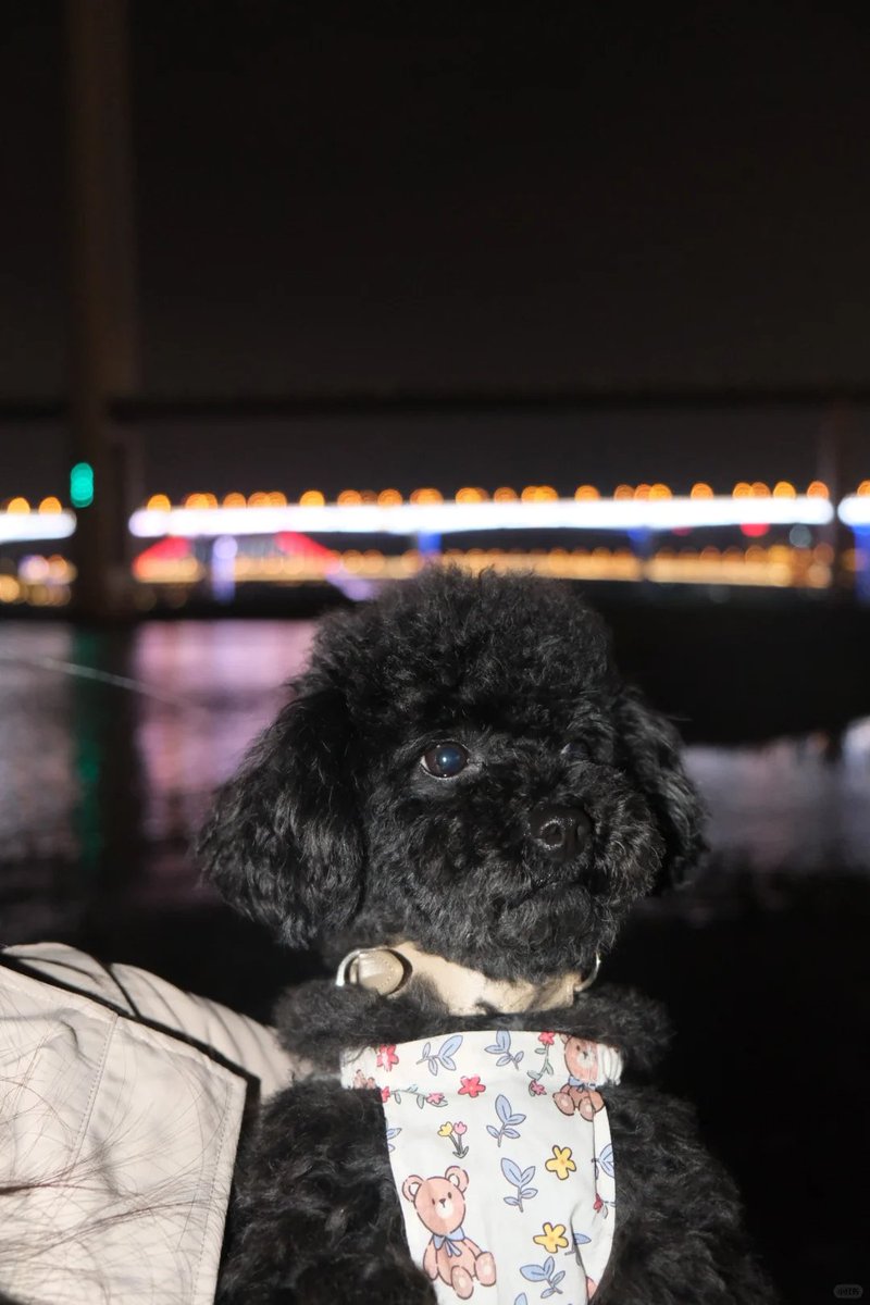 Ashley013245's tweet photo. This is my beloved dog. It has been with me for a long time. It is still very healthy and can eat and drink! 🐩
これは愛犬で、私と長い間一緒にいて、依然としてとても健康で、食��ることができて飲むことができます！🐩 https://t.co/mZTEVJqTk0