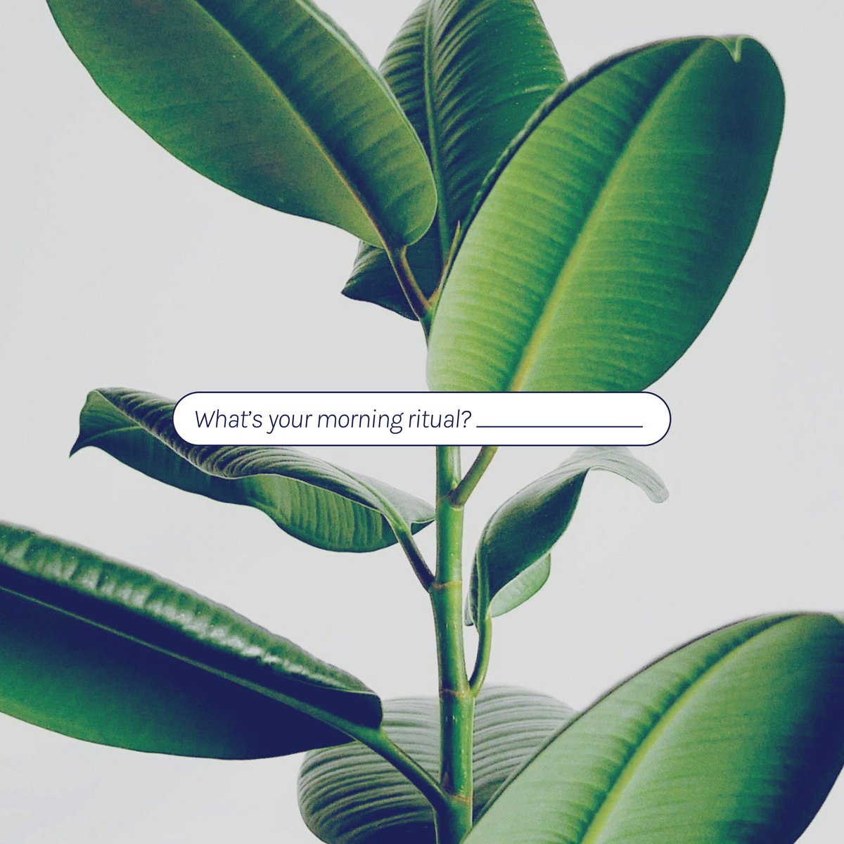 getsowell's tweet image. Coffee, supplements, goal setting—repeat! What are your favorite habits for starting your day on the right foot? Comment below! #EnergizeYourMorning #AskTheAudience