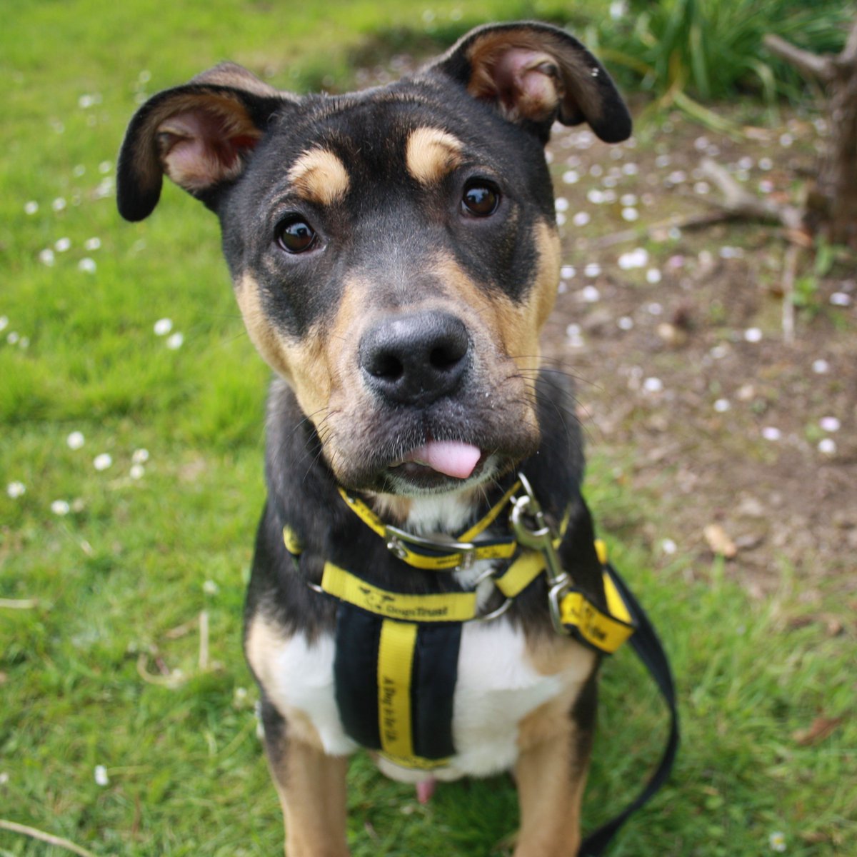 Fitz is here to bring you a widdle #tongueouttuesday today 😜

dogstrust.ie/rehoming/dogs/…