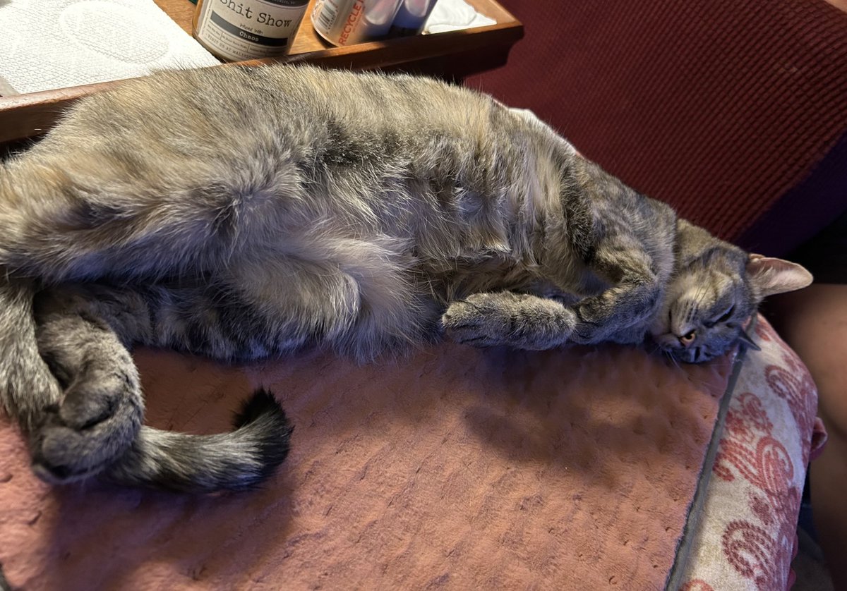 It’s going to be a great #jellybellyfriday Mom is home and I am napping after breakfast! Have a marvelous day! #CatsOfTwitter #CatsOfX #tabbytroop #FridayVibes