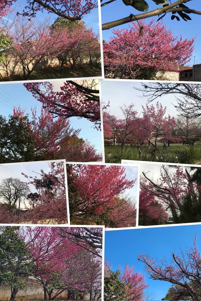 Happy Friday 🌸🤞🏻✌🏻
#SAKURA 
#cherryblossoms
#hanami