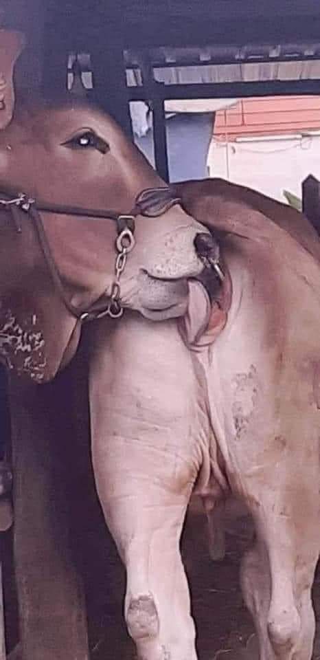 พระโครับทานจิ๋ม ขอทำนายว่า ปีนี้อิพวกหีแห้ง จะเลิกหีแห้งแล้วค่ะ