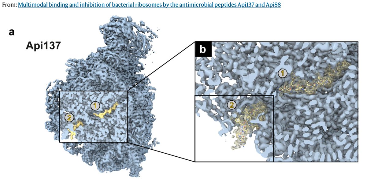 Read our latest #research on antimicrobial peptides that inhibit the activity of the bacterial ribosome in multiple ways, published in @NatureComms Thx to all co-authors & the members of the Grubmüller, Hoffmann and Spahn groups. rdcu.be/dHxGL nature.com/articles/s4146…