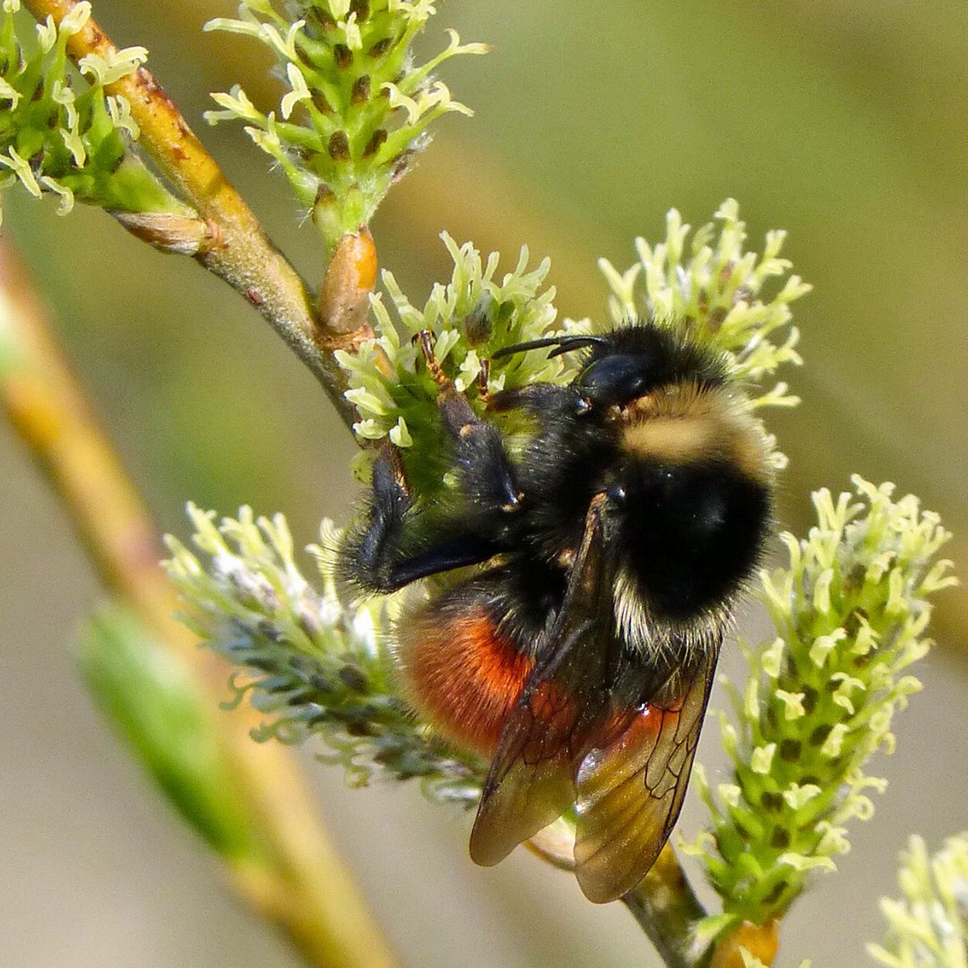 It was brilliant to have three bumblebee @NatureChampions speaking up for bumblebees in the Scottish parliament this week 🐝 #BeeTeam Watch here 👉 ow.ly/1RNh50RBf0x @GrahamSMSP @alasdairallan @markruskell 📷 Anne Riley