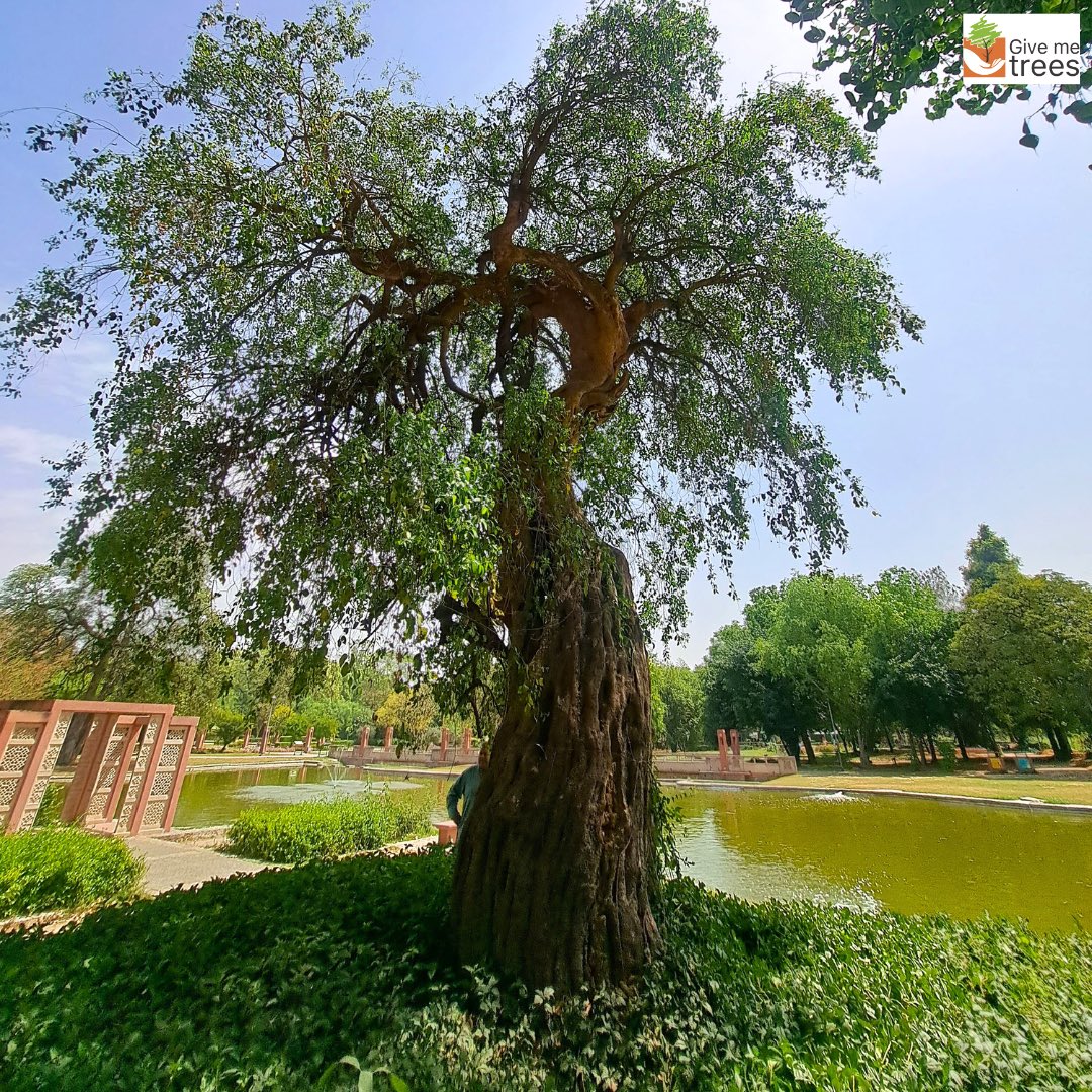 The trees of Delhi- In the heart of the city, trees stand tall as green sentinels, offering respite and beauty amidst the hustle and bustle.💚🌴 #givemetrees #treesofdelhi #canopy #oxygenoasis #greendelhi #beautyofdelhi #givemetreestrust #urbanforests #sustainability #greenery