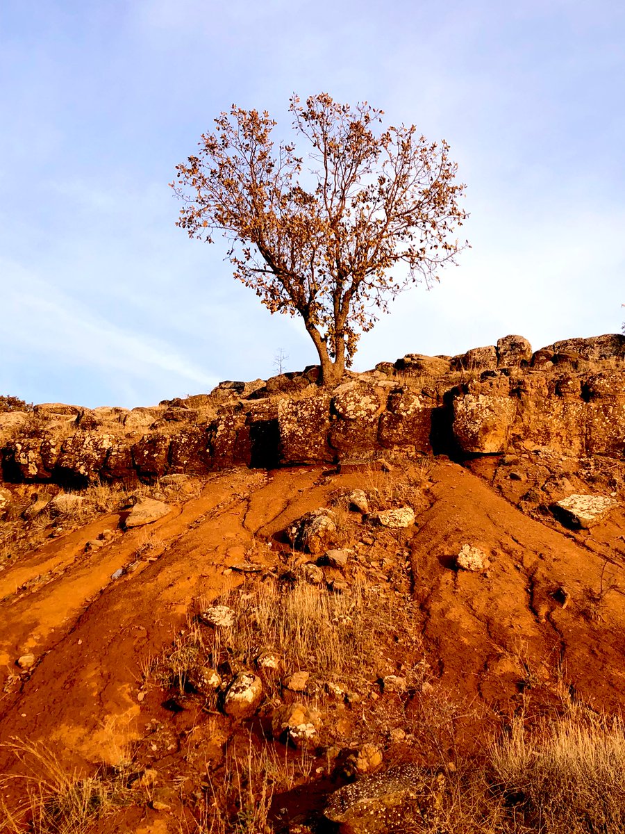 lonely tree 🍁🧡

#autumn #tree #TreePeople #AutumnBeauty #autumnfalls #autumnleaves #AutumnPhotography #AutumnVibes #NaturePhotography #autumncolors #ThePhotoHour #StormHour