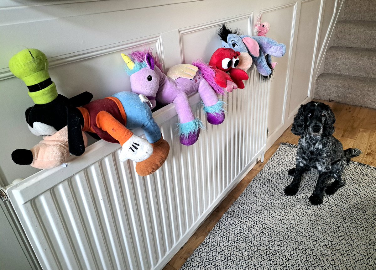 I think I'm being #watched 👀 ... Ambassador Abney #waiting (non too patiently) for her #toys to dry 🐾
@HearingDogs @VolTeamHDogs 
#assistancedog #dogswithjobs #volunteer #puppytrainer #blueroan #cockerspaniel #spaniel #washday #cuddlytoy