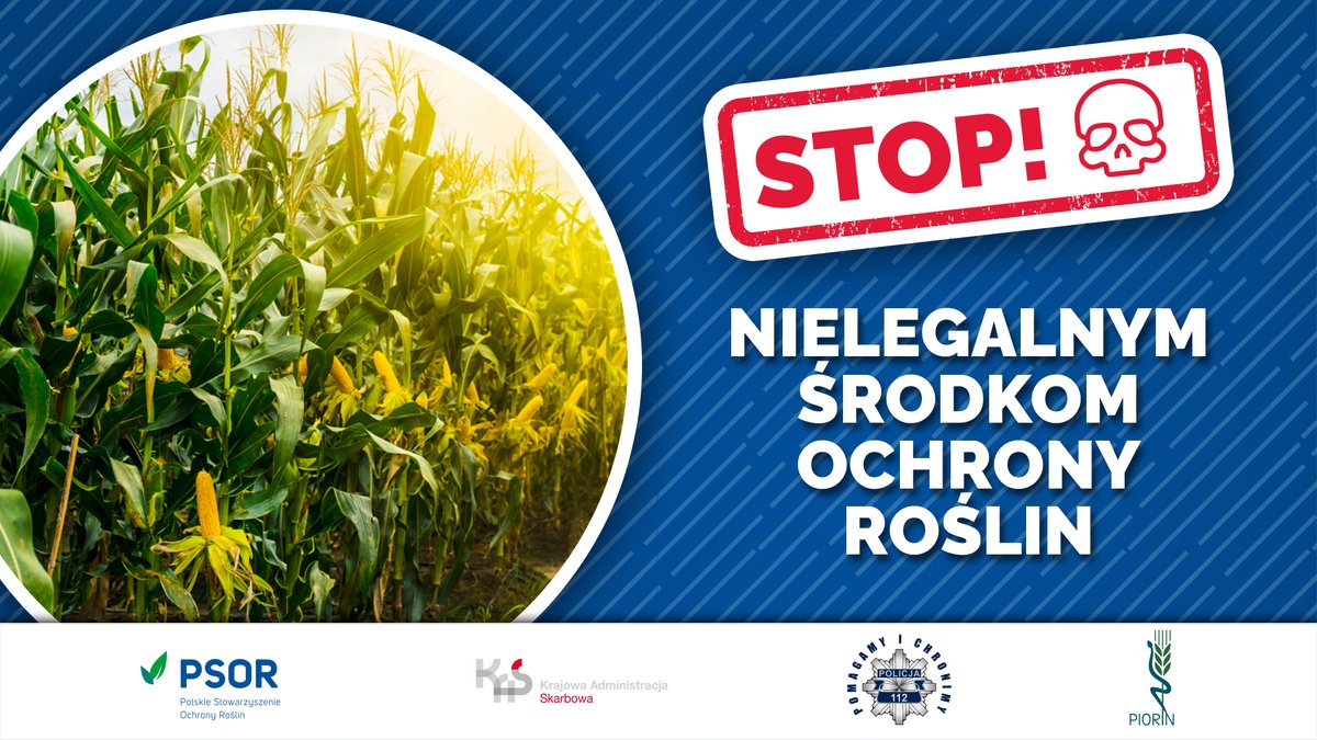_PSOR_'s tweet photo. Podejrzanie tanie preparaty z Internetu na szkodniki kukurydzy? ❌Powiedz #StopNielegalnymPestycydom. Rolniku, pamiętaj! Kupując podróbki możesz wiele stracić!  .@KAS_GOV_PL .@PolskaPolicja .@pioringovpl  razem przeciw nielegalnym i podrobionym środkom ochrony roślin. https://t.co/D2jhNcX0MO
