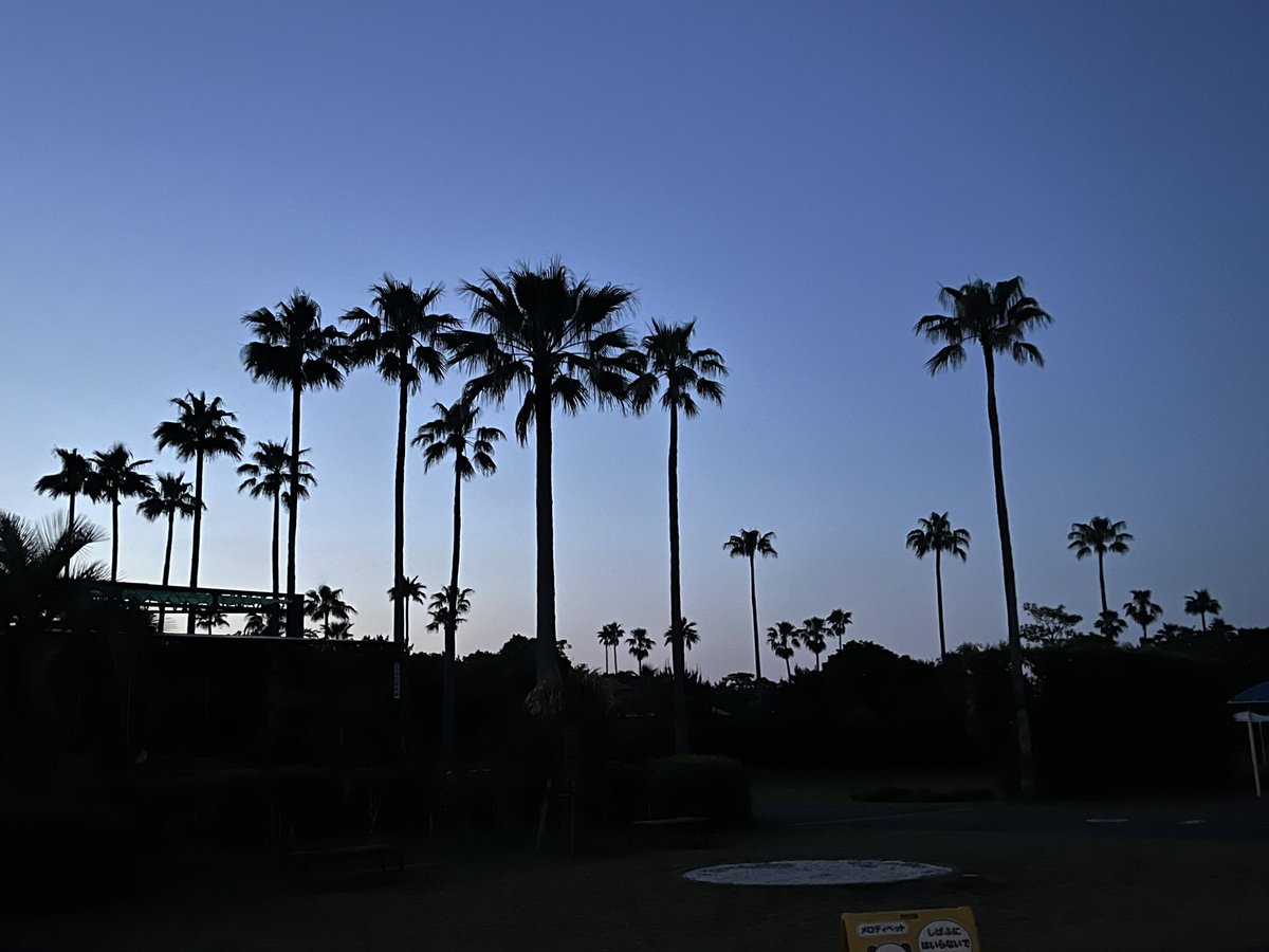 閉園後の動物園🌴
とても綺麗だったので思わず📸

#宮崎市フェニックス自然動物園
#閉園後の動物園
#南国感がすごい