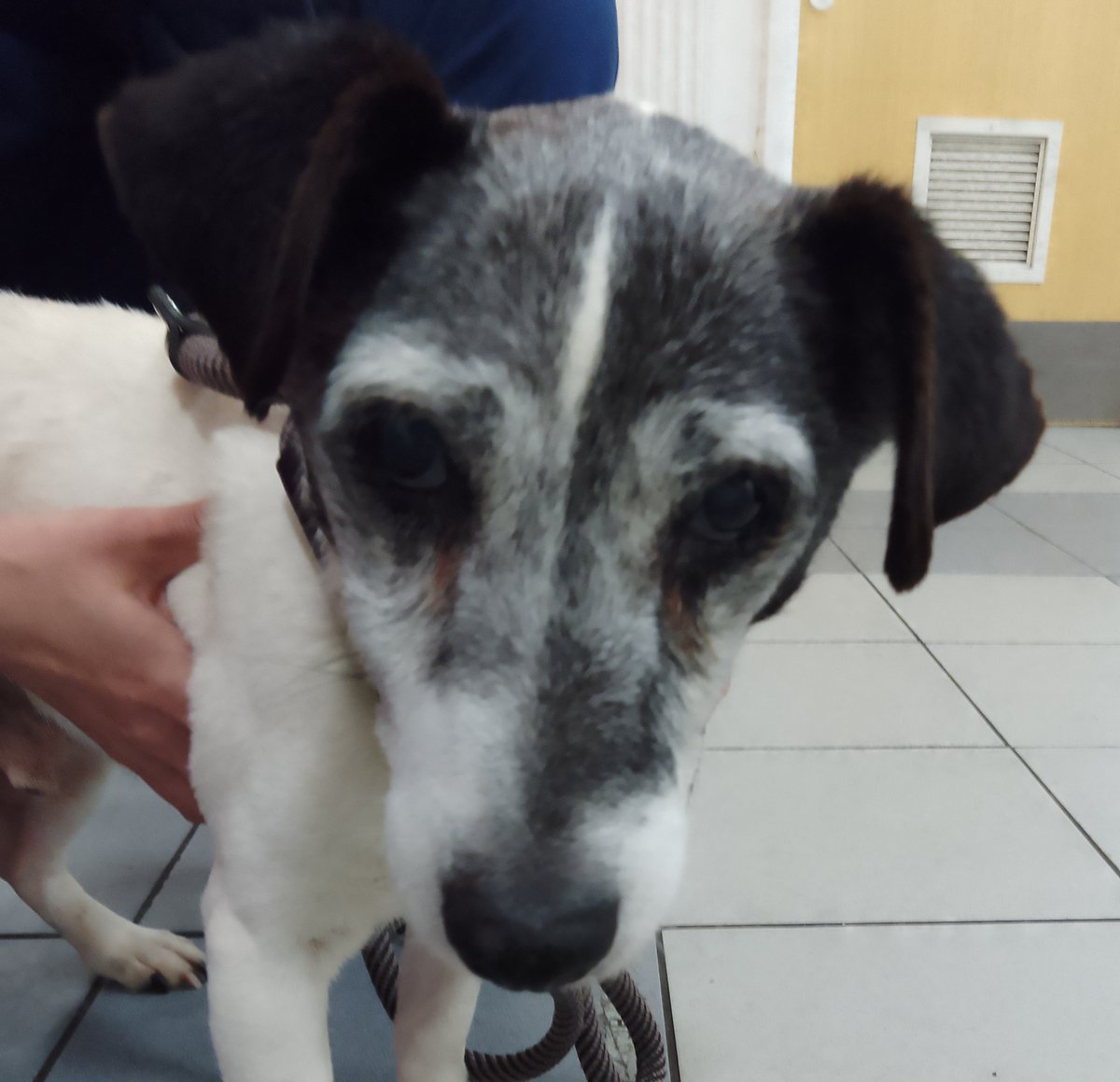 Please retweet to HELP FIND THE OWNER OR A RESCUE SPACE FOR THIS FOUND / ABANDONED DOG #GREENWICH #LONDON #UK Male Parsons Terrier, chip not registered, found 5 may. Now in a council pound for 7 days, he could be missing or stolen from another region. Proof of ownership required.…