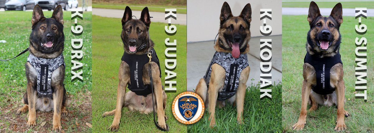 4 MORE K9s VESTED! We are thrilled to announce that K9s Drax, Judah, Kodiak & Summit of Lakeland Police Department, FL have received ballistic vests from VIK9s! To help us protect K9s, visit. bit.ly/3wowWLT #K9Vest #K9ProtectiveGear #VIK9s #SupportVestedInterestinK9s