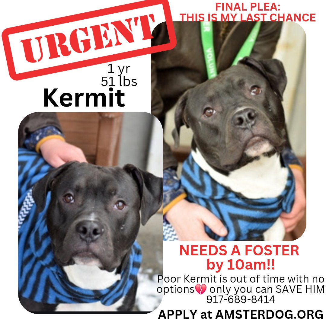 ‼️🚨KERMIT NEEDS YOU NOW LET US KNOW ASAP IF YOU CAN HELP POOR 1 YR OLD LOST BOY 🚨💔‼️