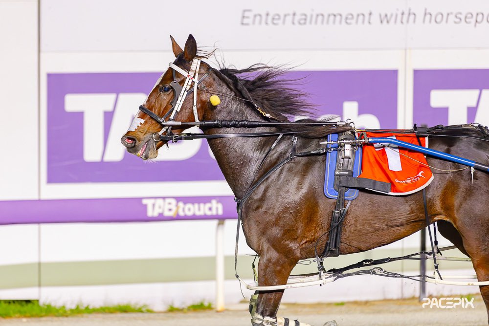 Sweet Vivienne takes out the Harry Capararo Pace for Westbred 4&5-year-olds after sitting behind the leader and peeling off at the critical moment. Congratulations connections on a brilliant effort… #GloucesterPark | 📸: @Pacepix_Au