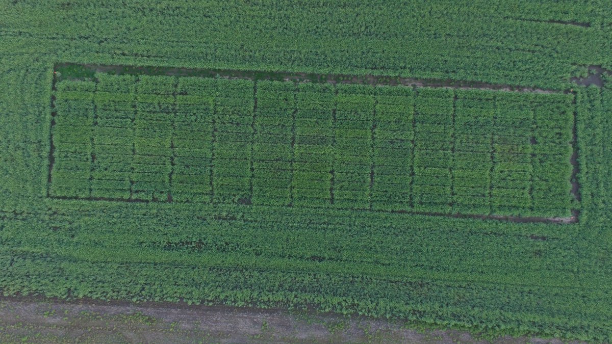 Multi winter canola hybrid evaluation in Oklahoma this week. Very interested to learn how this assembly of germplasm interacts with OK climate and soils with regards to shatter tolerance traits/ direct harvesting, seed yield and oil content. Moisture was short until end April.