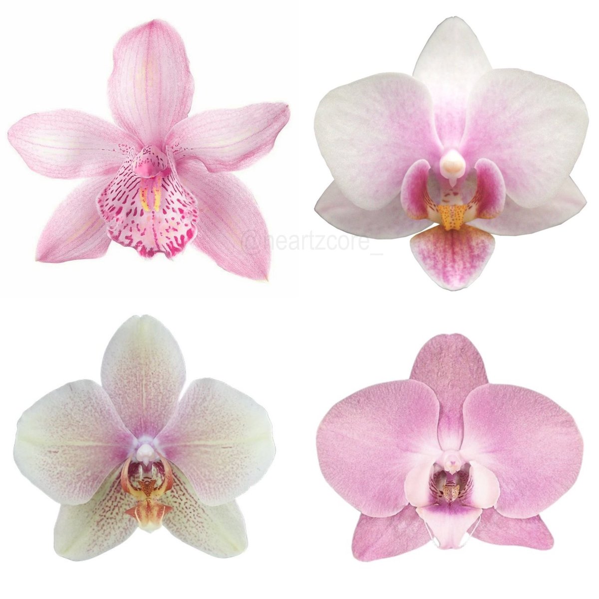 pink orchids