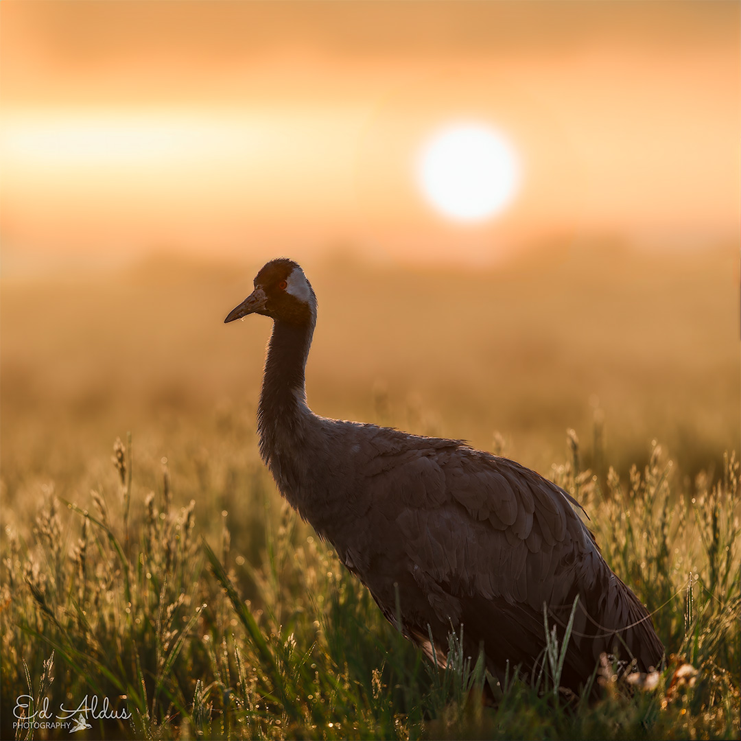 Kraanvogel tijdens zonsopkomst 😍

In Nederland zijn kraanvogels vooral bekend vanwege hun indrukwekkende terugkeer als broedvogels. Na eeuwen van afwezigheid begonnen kraanvogels rond het jaar 2000 weer in Nederland te broeden, met name in het hoogveengebied van het