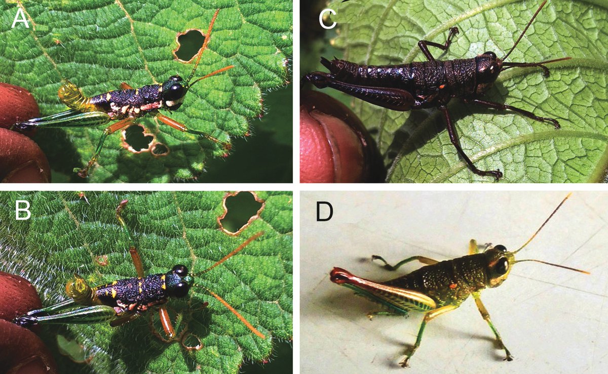 🦗 A new grasshopper genus is erected, with three species in it, of which two new to science: doi.org/10.3897/jor.33…

#grasshoppers #orthoptera #newspecies