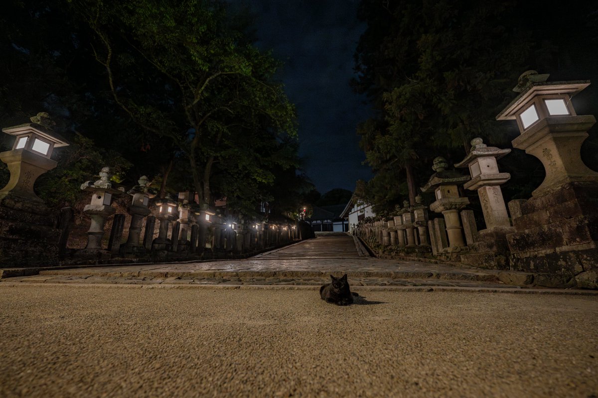夜の東大寺の猫さん

#奈良　
#奈良公園　
#東大寺　
#猫　
#ネコ　
#cat