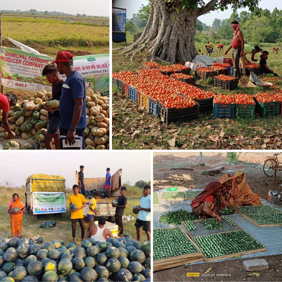 Exciting news from the field! Last week, farmers reaped the rewards of collective marketing under the Agricultural Production Cluster (APC) Project, selling Brinjal, Pumpkin, and Tomato. Over 200 tons of Watermelon were also sold through Farmer Producer Companies! Additionally,