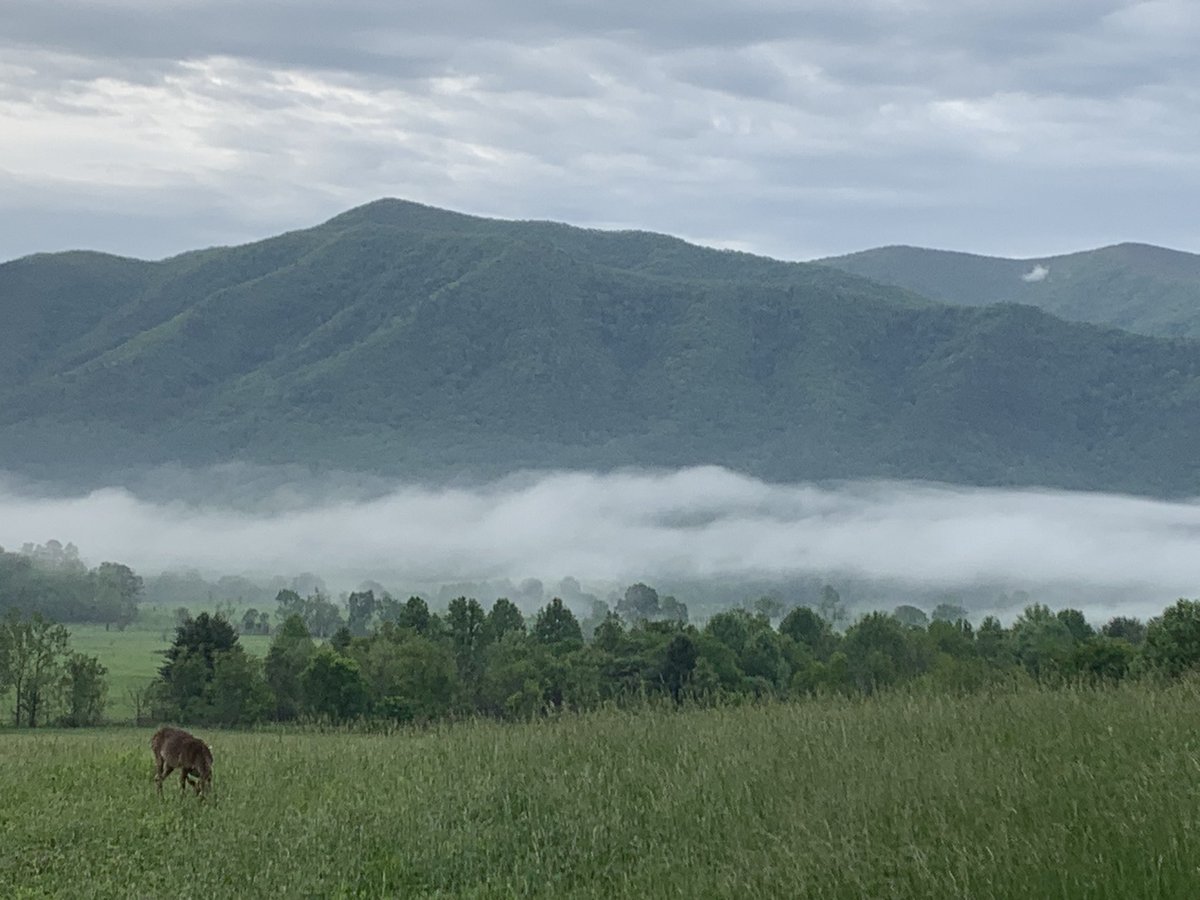 This morning in Cades Cove, GSMNP…