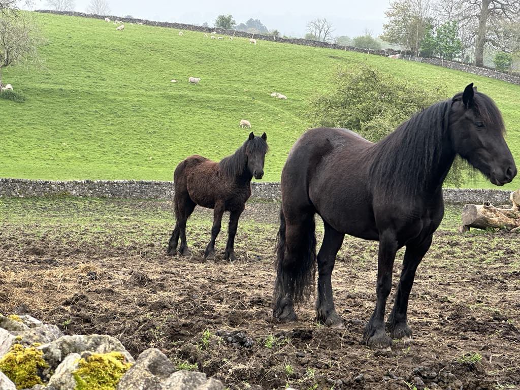 Dr Linda Dykes has moved to Bluesky tweet media