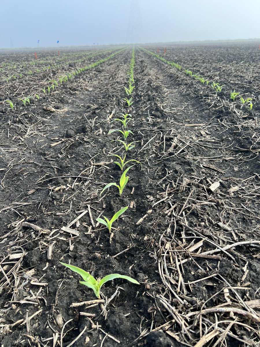 April 22nd planted #Battleforthebelt corn is off and running in West Lafayette. #Teamcorn. @OrtezCornCrops @StepUpSoy @ACRE_Purdue @PurdueSoybean