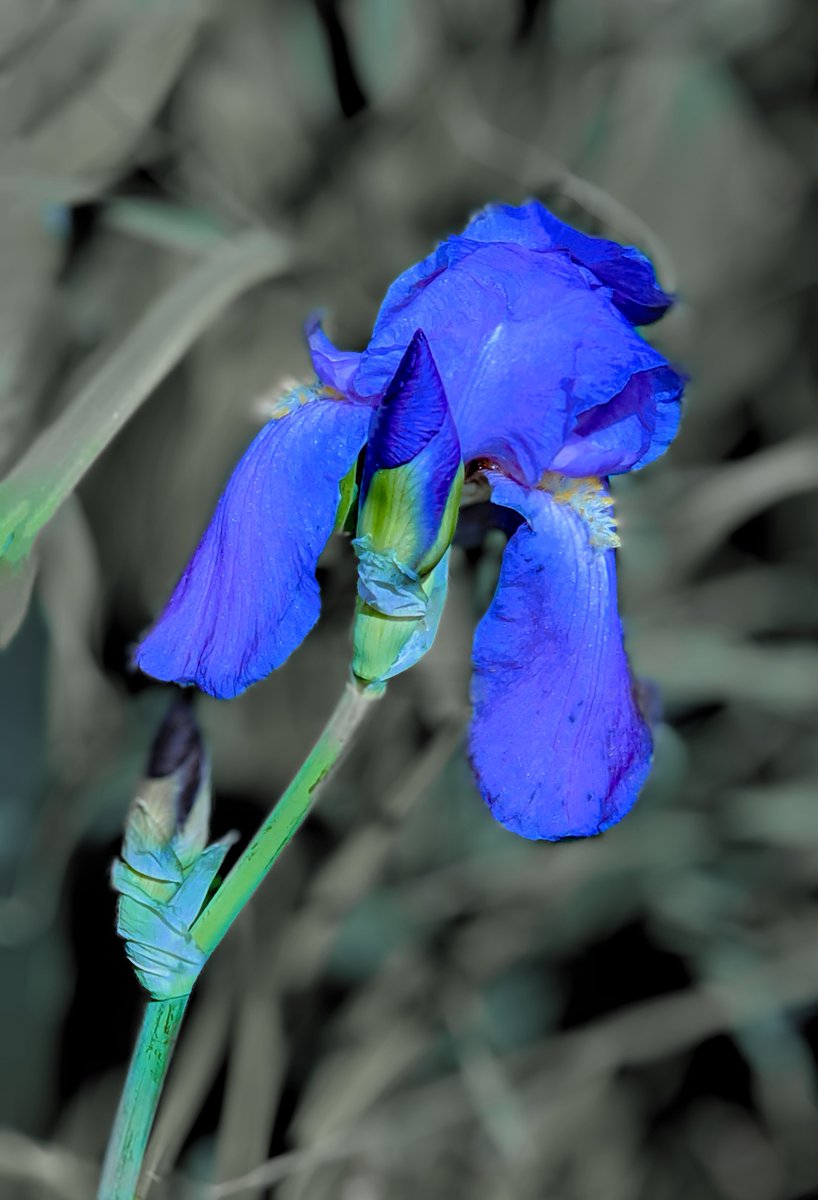 🌿 FlowersOnFriday ... 
'blue irises evoke a sense of calm and serenity. They are also seen as symbols of hope, faith, and inspiration, reminding us to persevere through #life's  #challenges.' ~ Google 
#jobsearch 
#FridayFlowers 
#NatureBeauty