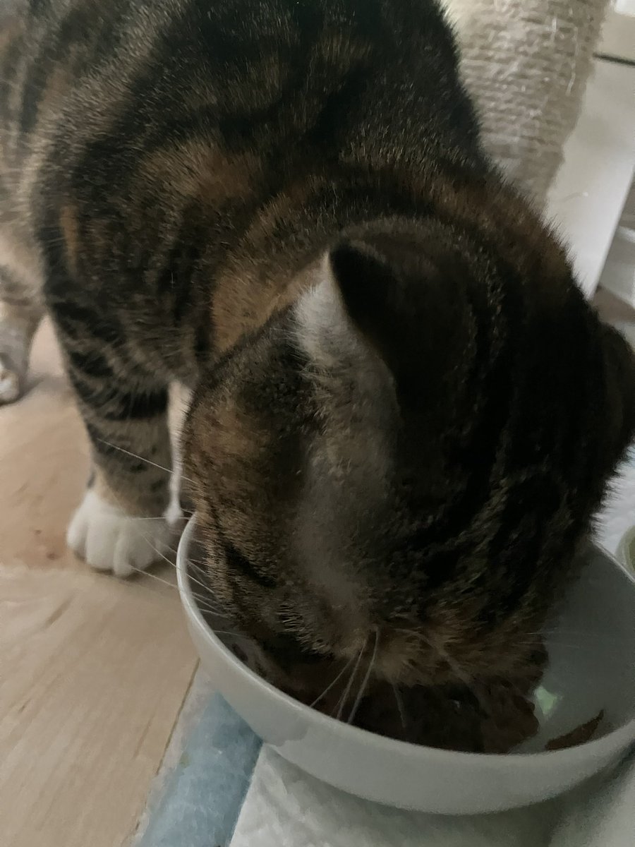 cocochan620_'s tweet photo. 【毎日ココちゃん441日目】
ちゅーる爆食べしてる😂
もうちょっとカリカリも食べて欲しいんだけどなぁ😅
どうやったら食べるんだろ😅

#毎日ココちゃん
#猫のいる暮らし　#猫のいる生活
#ペット　#スコティッシュフォールド
#猫好きさんと繋がりたい https://t.co/lHNSza181Z