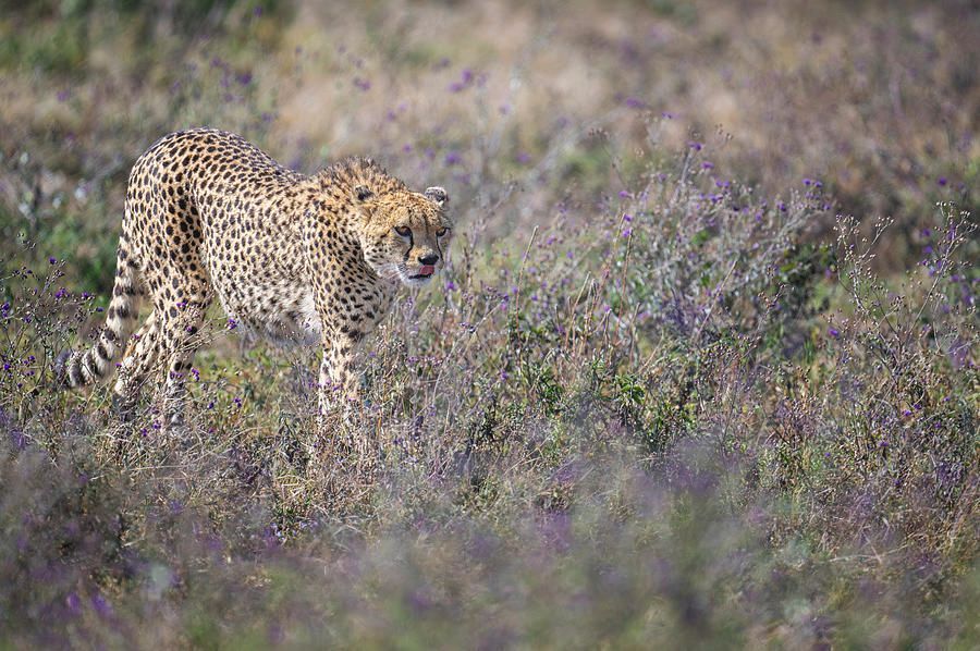 Cheetah on the Prowl Tanzania Africa 2! buff.ly/3IOFYEH #cheetah #bigcat #tanzania #africa #wildlife #animals #safari #BuyIntoArt #AYearForArt #Travel #travelphotography #giftideas <a href="/joancarroll/">Joan Carroll</a>