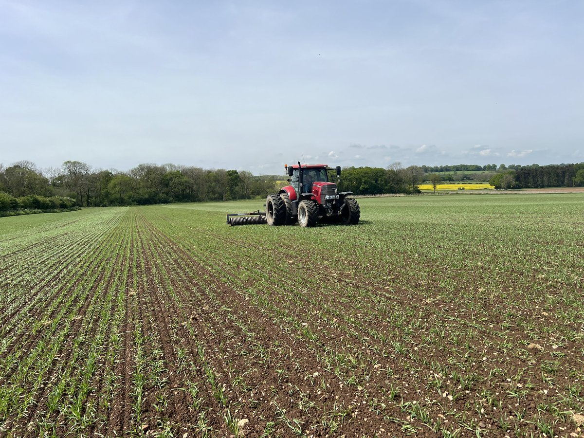 Jonny out rolling our #organic @SyngentaUK Laureate S Barley here @southormsby in the sunshine ☀️ 😎🚜💨