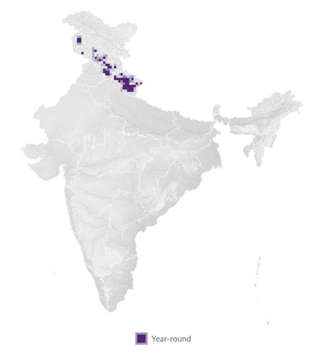 With Endemic Bird Day and Himalayan Bird Count coming up tomorrow, here's a difficult quiz. Guess the endemic species based on its #SoIB distribution! Share your scores (but not your answers) in the comments! take.quiz-maker.com/QF7153RBI #birdquiz @IndiAves