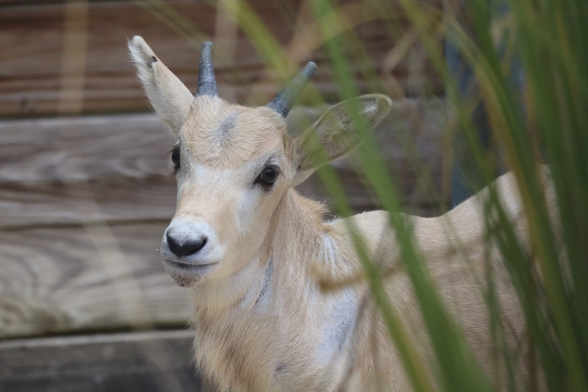 Disney's Animal Kingdom Lodge Welcomes Critically Endangered Addax Calf chipandco.com/disneys-animal…