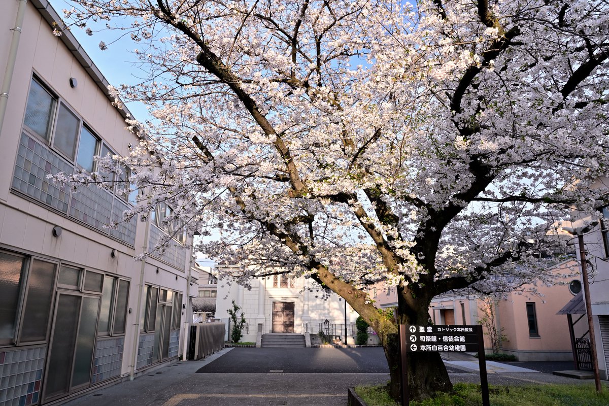 カトリック本所教会の桜🌸2
インスタでポートレートは→ @kohi80_photo

#桜 #カトリック本所教会 #東京 #私のすみだ自慢 #すみだのよさを広めたい #landscape #sakura #cherryblossom #church #tokyo #japan #japan_daytime_view #discover #loves_nippon #light_nikon #nikoncreators #tokyotokyo