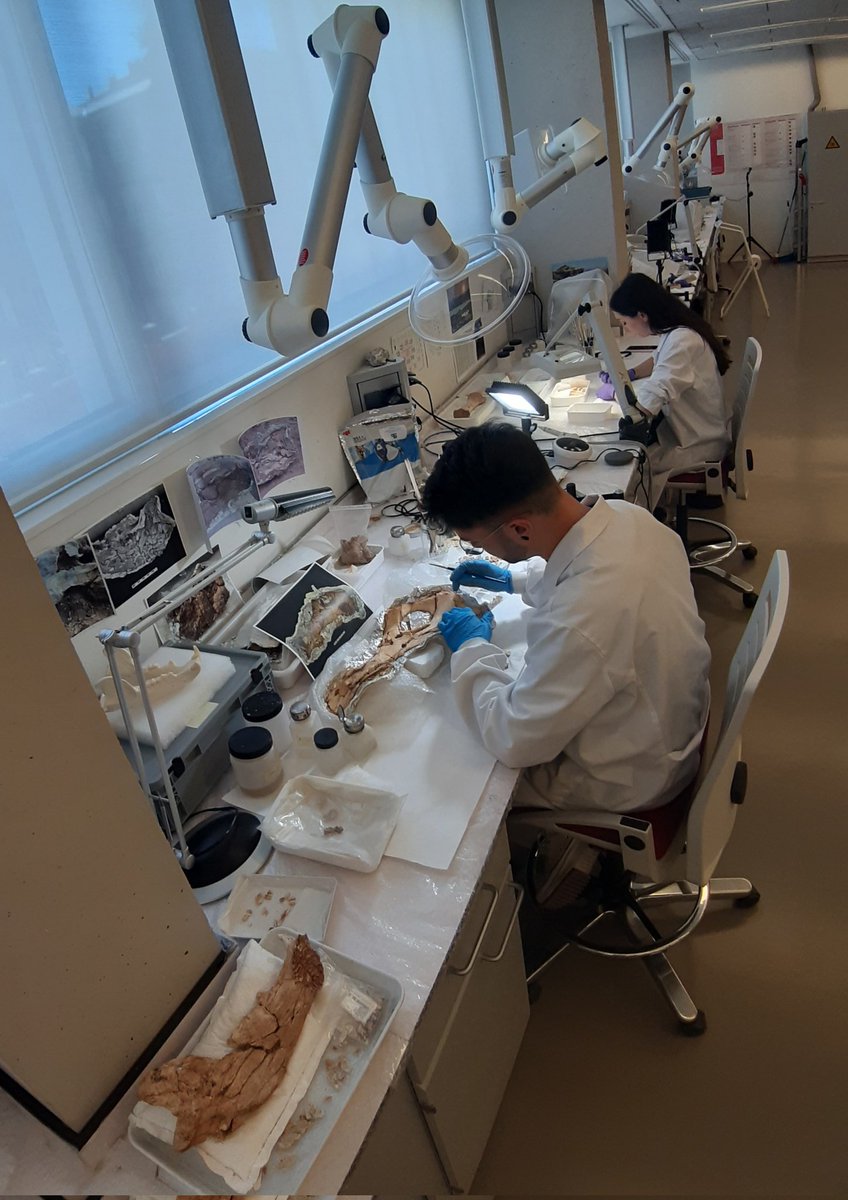 #ICTSNews 😅 Cerrando la semana en el Lab! Os dejamos una imagen de la intervención diaria sobre el patrimonio arqueológico y paleontologico procedente de la sierra de #Atapuerca, de la mano de César y Ana⌛💪🏻😁 @CENIEH @CENIEH_Colec_ @annitademiguel @cesarlpz_ @FATAPUERCA