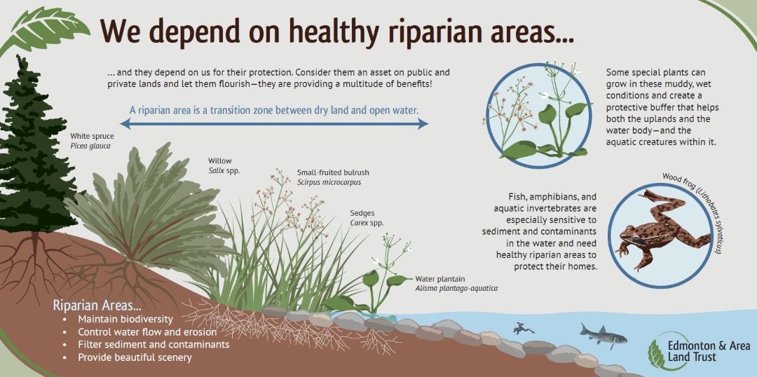 NSRVCS (@nsrvcs1) on Twitter photo Riparian areas occur along waterbodies, its vegetation slows water flow allowing water to seep into soil, replenishing ground water <a href="/NorthSaskRiver/">North Saskatchewan Watershed Alliance</a> <a href="/WetlandExchange/">Wetland Knowledge Exchange</a> <a href="/albertaemerald/">Alberta Emerald Foundation</a> <a href="/ESAARemTech/">ESAA</a> <a href="/audricmoses/">Audric Moses 🇨🇦</a> <a href="/YEGRiverValley/">YEG River Valley</a> Riparian areas occur along waterbodies, its vegetation slows water flow allowing water to seep into soil, replenishing ground water <a href="/NorthSaskRiver/">North Saskatchewan Watershed Alliance</a> <a href="/WetlandExchange/">Wetland Knowledge Exchange</a> <a href="/albertaemerald/">Alberta Emerald Foundation</a> <a href="/ESAARemTech/">ESAA</a> <a href="/audricmoses/">Audric Moses 🇨🇦</a> <a href="/YEGRiverValley/">YEG River Valley</a>