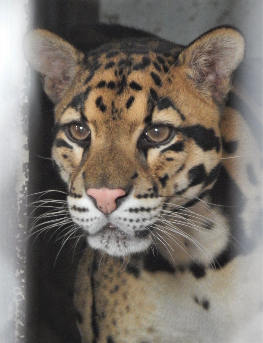 Friday's feeling pretty cute. The rain seems to be done for at least today. The Clouded Leopards would love to see you under the blue skies. Timbavati is open daily 9am-5pm. * MOMS in FREE on Sunday only with the purchase of a child's admission. #zoo #wisconsindells #weekend #fyp