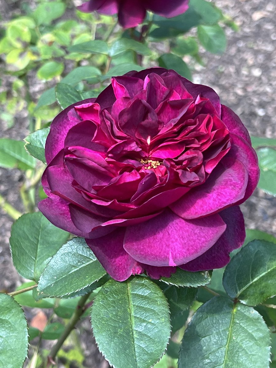 Taking a work break in the beautiful Queen Mary's Rose Garden in Regent’s Park #London #RegentsPark #Roses