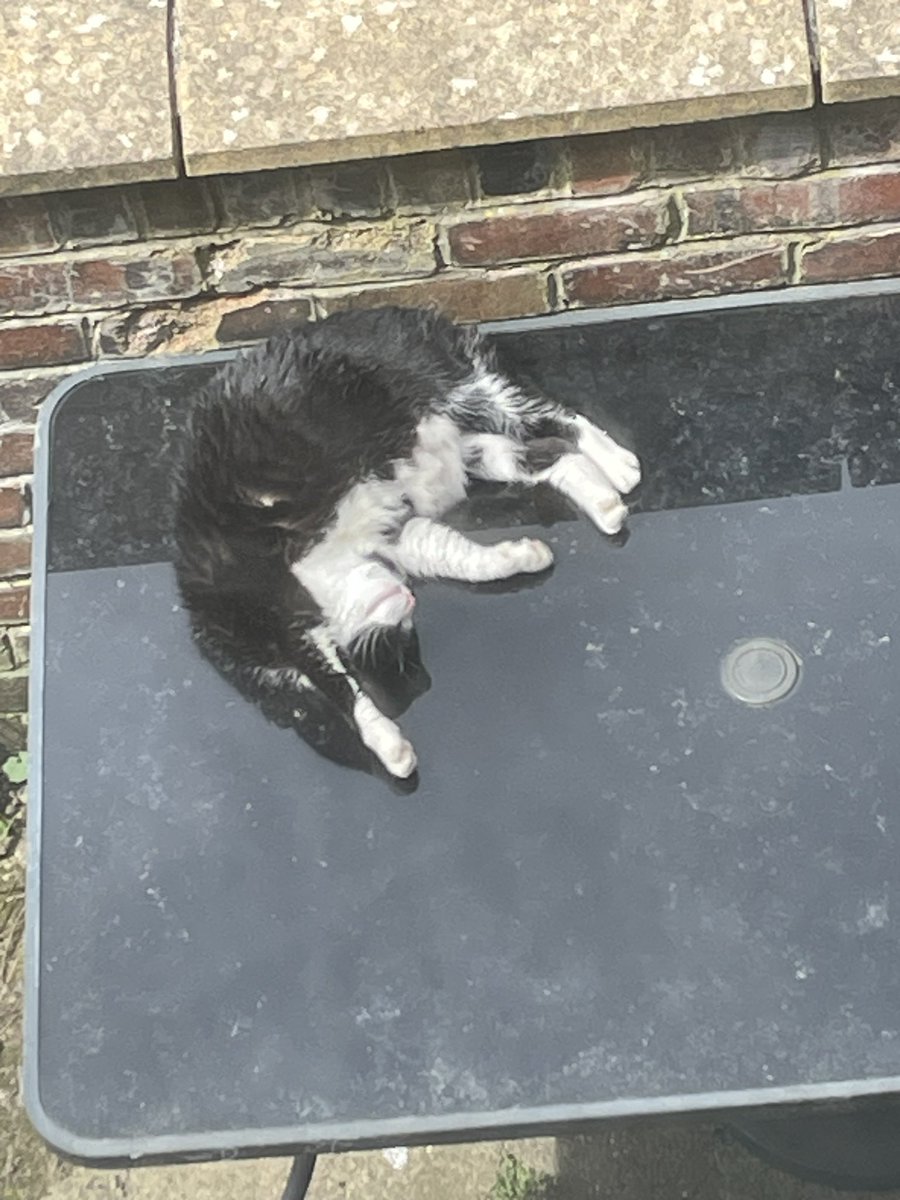 Nikkig_87's tweet photo. Whilst the providers of food are hard at work, this one has no cares in the world…. ☀️ https://t.co/m0z0uKubp1