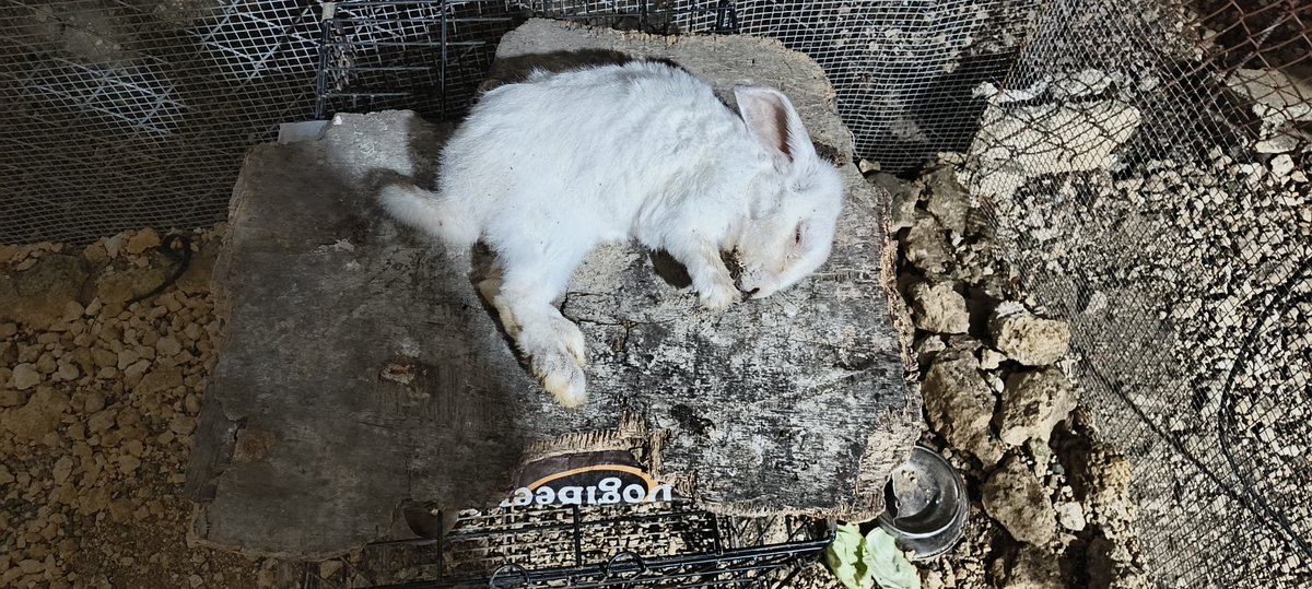 realKJVrn's tweet photo. 菩提非树.. 明镜非台.. 死生原本就是幻相.. RIP Grand Master Nomnom.. after 13+ years farewell my jade rabbit.. https://t.co/CDSgp4me2K