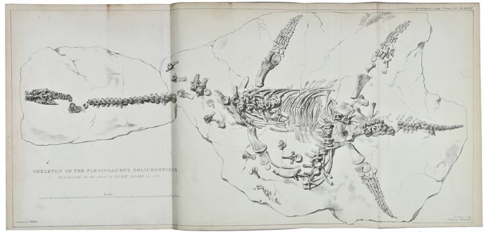 #FossilFriday Plesiosaurus dolichodeirus found by Mary Anning. From: W D Conybeare, 1824
wp.me/p3ihHu-5b7 #womeninSTEM 🧪⚒️ #MaryAnning