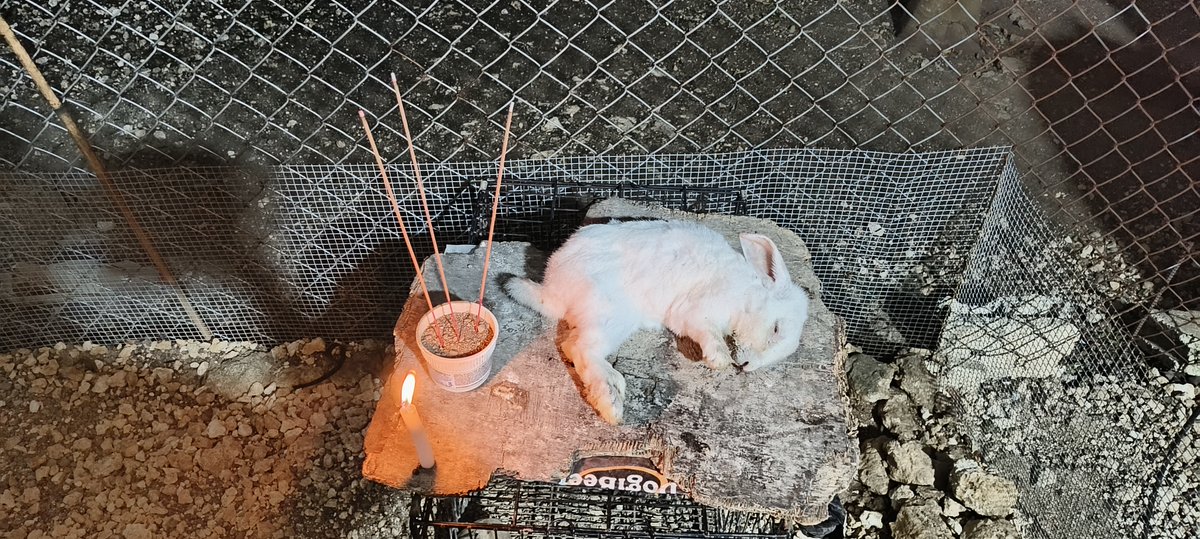realKJVrn's tweet photo. 菩提非树.. 明镜非台.. 死生原本就是幻相.. RIP Grand Master Nomnom.. after 13+ years farewell my jade rabbit.. https://t.co/CDSgp4me2K