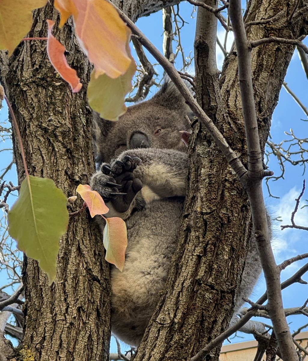 Sometimes you gotta go out on a limb to get a koala-ty new perspective in your research, amirite @Flinders ?! 🐨🤣