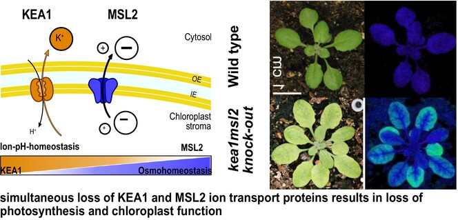 🍃#IonTransport in #Chloroplasts 🔗Study finds functional link between the KEA and MSL family transport proteins in the #Arabidopsis plastid inner envelope 🔬Hans-Henning Kunz @LMU_Muenchen & team ➡bit.ly/3UzeZlO #PlantBiology #MembraneProteins