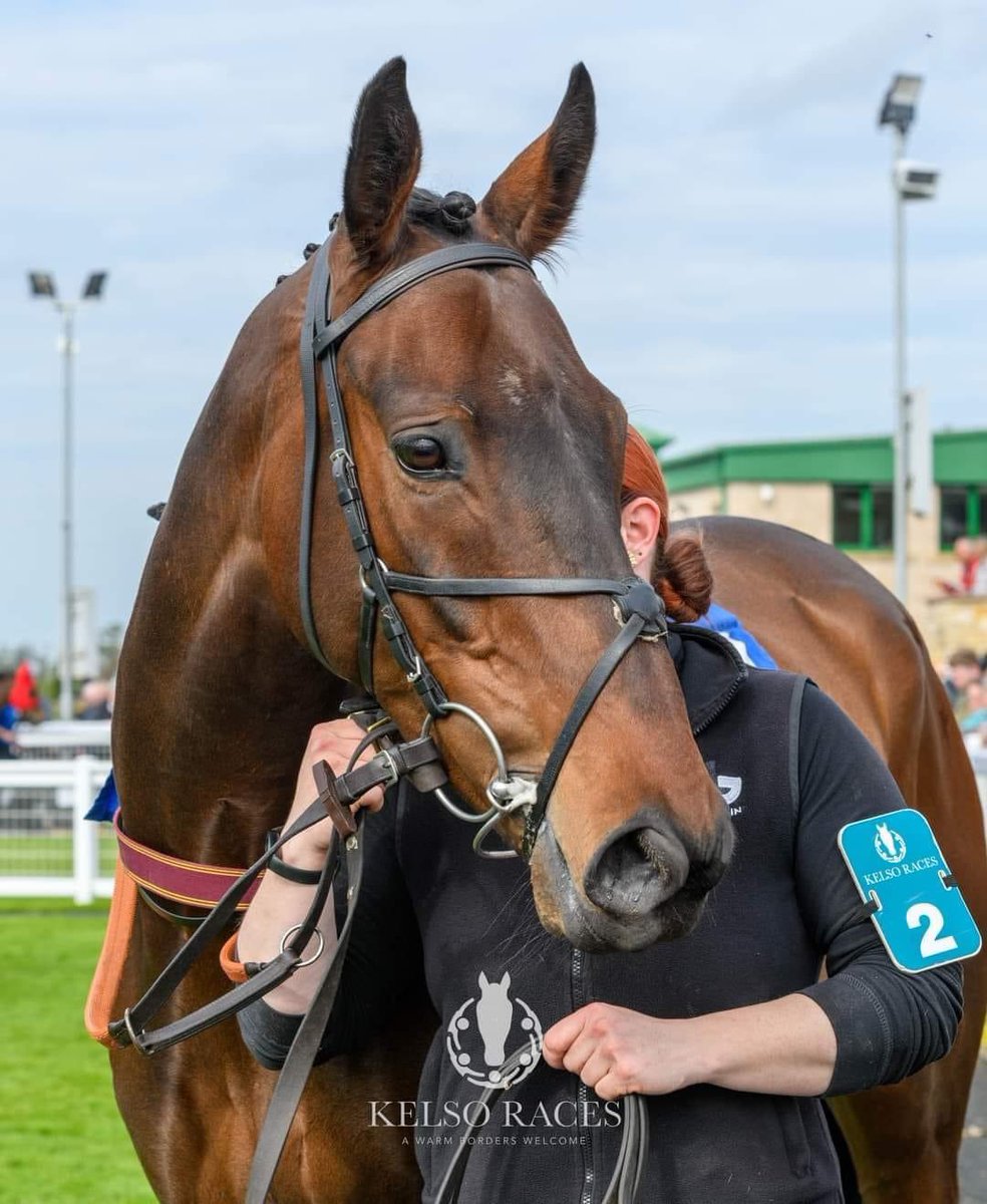 Stunning photo of our handsome talented Kingston James after his strong 4th place finish at @KelsoRacecourse on Wednesday🌟 Can’t wait to see him over hurdles this autumn! @lucindavrussell @OldGoldRacing