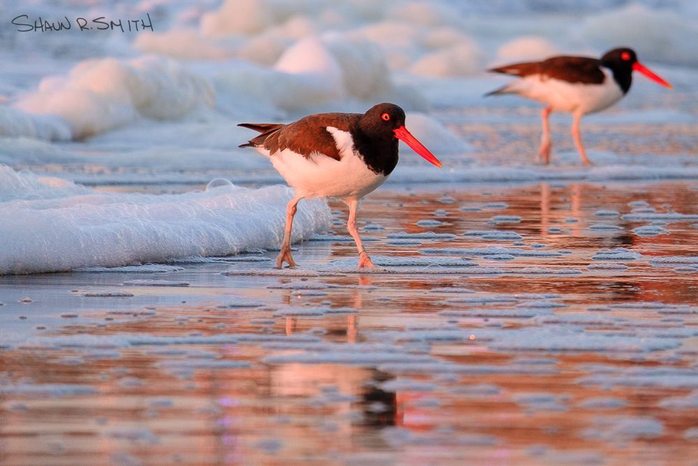 Foamy surf chasing an oystercatcher
#oystercatcher #birdphotography