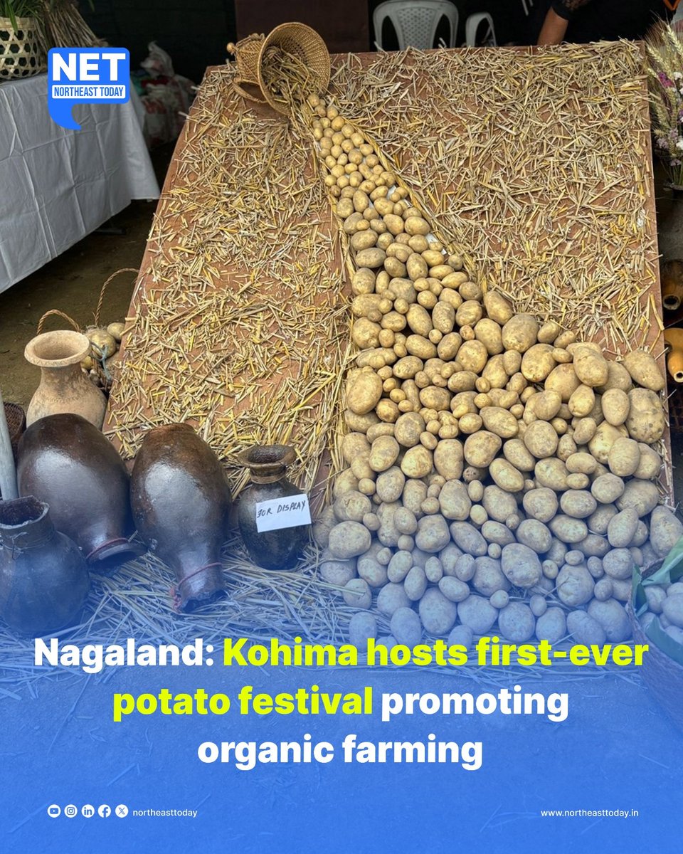 #Nagaland | The northeastern state of Nagaland witnesses the inauguration of its first-ever Potato Festival today, hosted at Jakhama village in Kohima district. 

Read more..
northeasttoday.in/2024/05/10/nag…

#PotatoFestival #organicfarming #KohimaDistrict #NetSnippet #NortheastToday