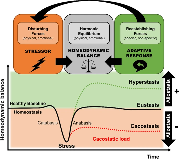 Conceptional model of stress, homeodynamic (homeostatic) balance, and adaptive responses. nature.com/articles/s4138…