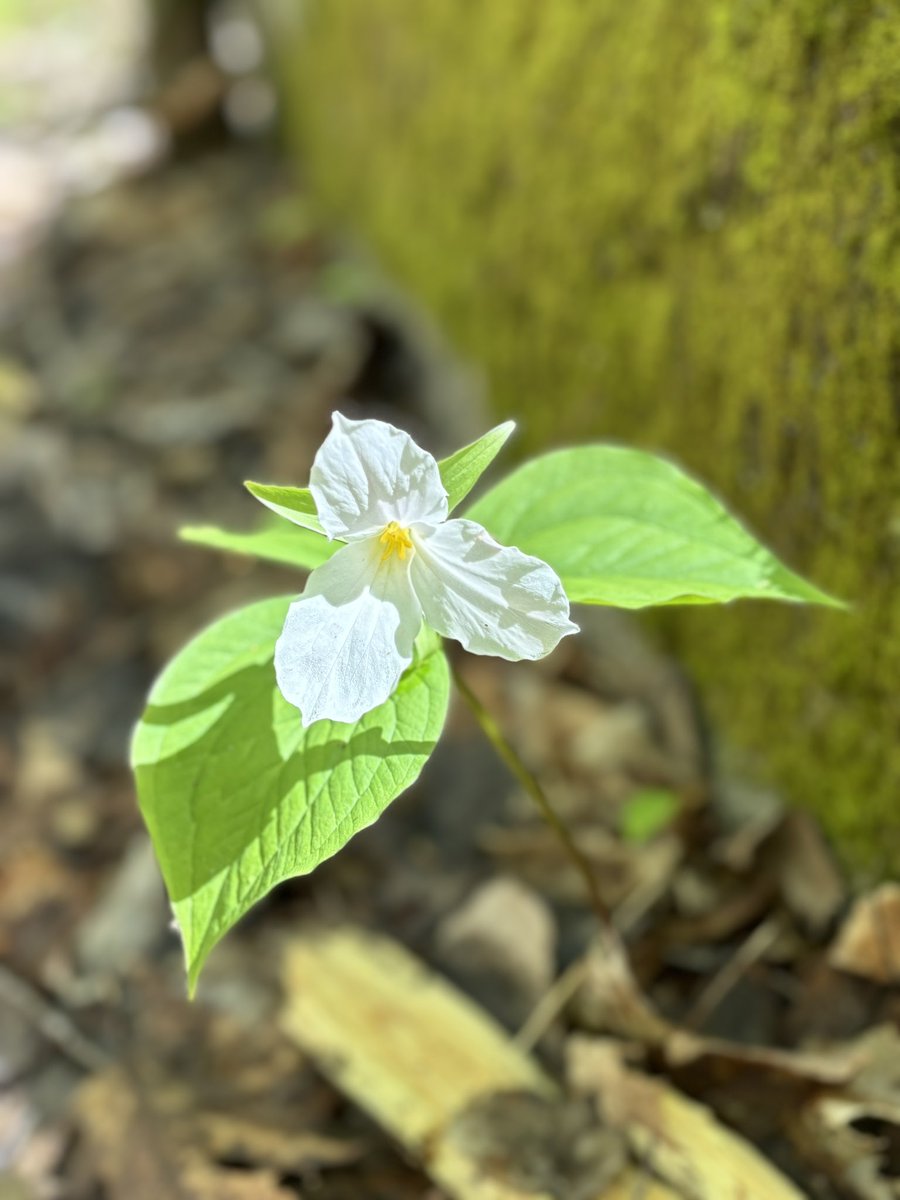 Blair St. Amand tweet media