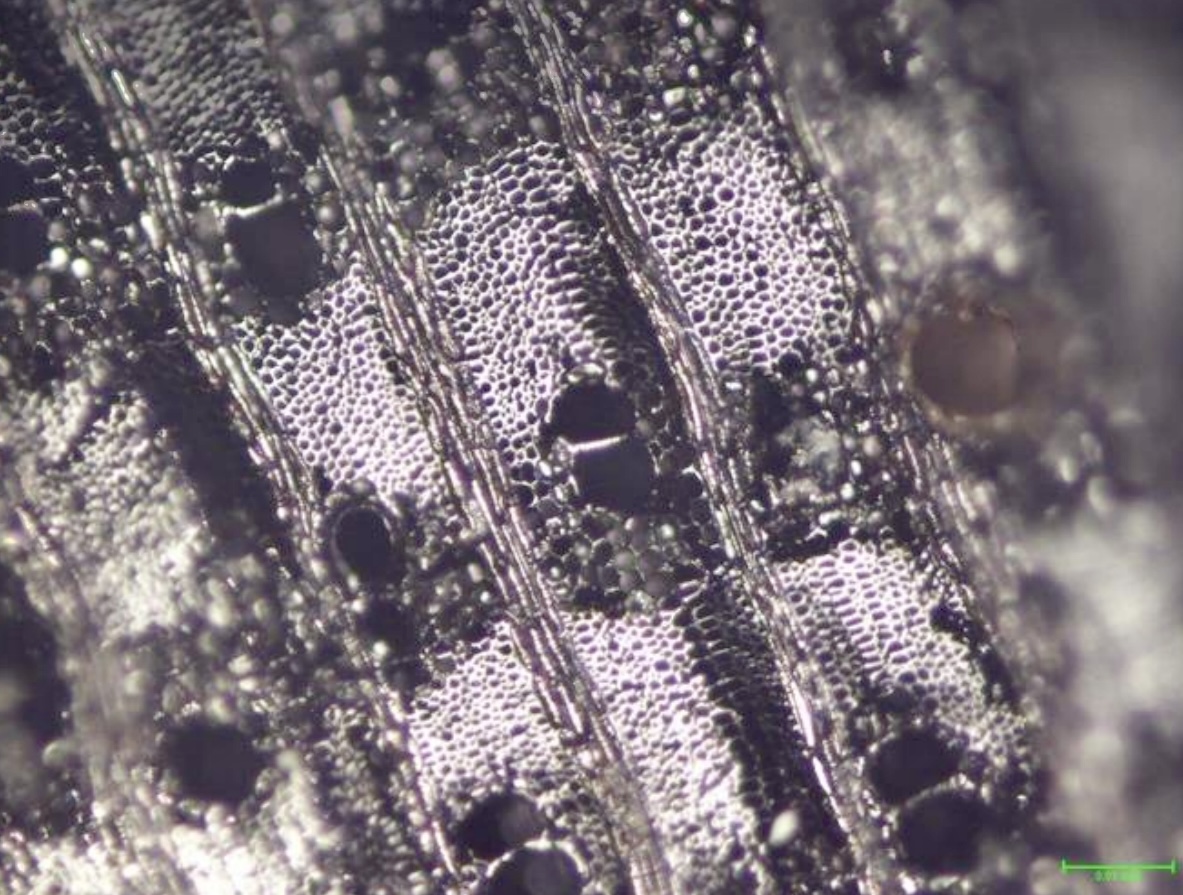 Want to know more about this cool artifact? Then tune in to today's DAACS Conversation with Claire Norton at 12pm ET! She will discuss her archaeological work at the Palace of Sans-Souci to better understand post-emancipation Haiti. Register here: bit.ly/3UyLmB2